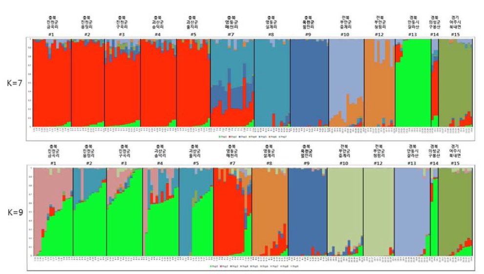 K값에 따른 미선나무 13개 집단의 유전적 구조