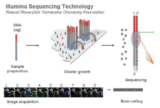 Illumina 를 이용한 DNA sequencing 모식도