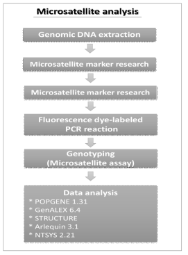 Microsatellite 분석 모식도