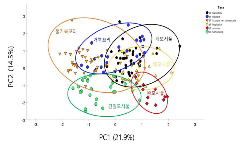 개모시풀과 근연종의 주성분1(PC1)과 주성분2(PC2)의 그래프