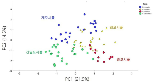 주성분 분석 결과에서 거북꼬리, 왜모시풀, 긴잎모시풀, 왕모시풀의 분포