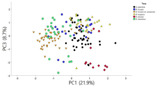 개모시풀과 근연종의 주성분1(PC1)과 주성분3(PC3)의 그래프