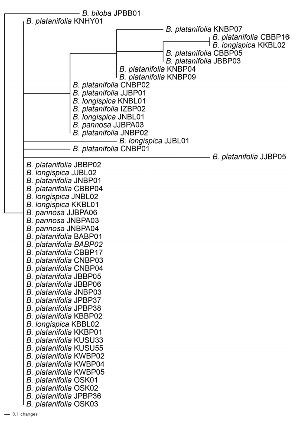 개모시풀과 근연분류군의 엽록체 ndhF-rpL32R 및 rps16F-trnQ 구간의 유합 자료의 Neighbeor-Joining 계통수
