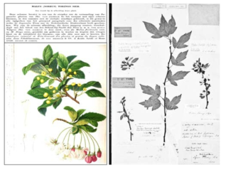 de Vriese (1856)가 원기재문에서 제시한 아그배나무의 그림과 Sorbus toringo Siebold & Zucc.의 기준표본, LO176022(Siebold, 1848)