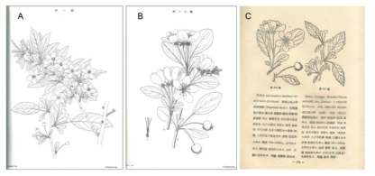 A-B. Nakai (1918)가 제시한 아그배나무와 개아그배나무의 도판, C. Chung (1957)이 제시한 개아그배나무와 아그배나무의 도판