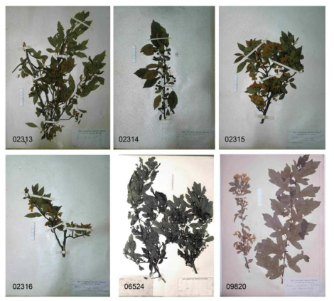 Lee (1996, 2012)가 아그배나무의 참고 표본으로 제시한 TI와 KYO 소장 표본들
