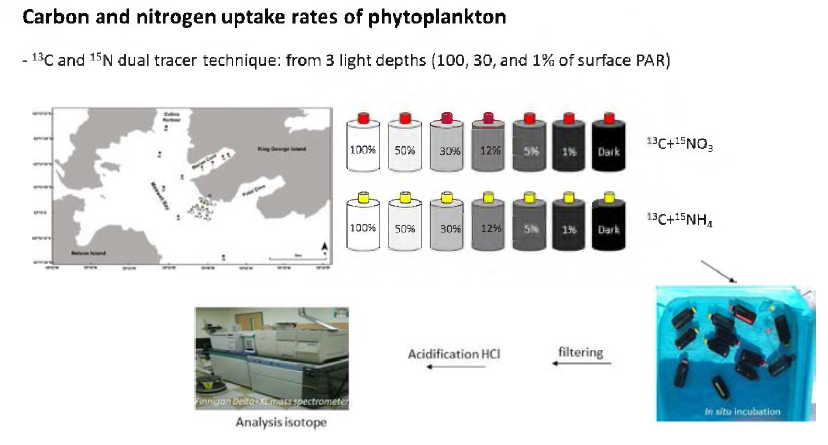 Schematic diagram of carbon and nitrogen uptake of phytoplankton