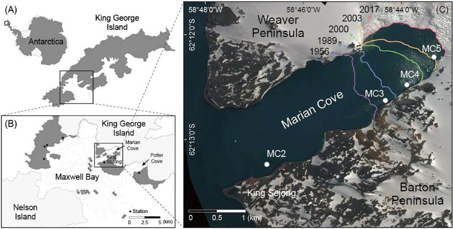 Location of study area and sampling stations (MC2，MC3，MC4 & MC5). Glacier lines from 1956 to 2017 are drawn. MC: Marian Cove. Modified from Moon et al. 2015