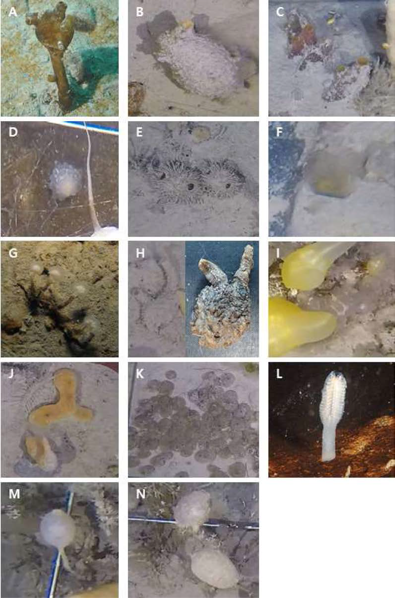 Photographs of ascidian taxa in Marian Cove. A: Molgula pedunculata) B: Cnemidocarpa verrucosa.，C: Ascidia challengeri] D: Tylobranchion speciosum) E: Pyura setosa’，F： Corella eumyota] G: Distaplia sp.； H: Pyura cf. discoveri’，I: Ascidiacea sp.16； J: Ascidiacea sp.17； K: Aplidium cf. radiatum.，L: Sycozoa sigillinoides] M: Pyura sp.l； N: Pyura sp.2