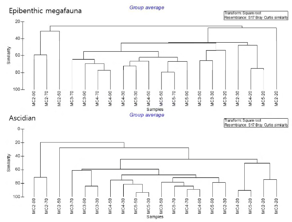 Cluster analysis results based on epibenthic megafauna and ascidian density data at each station and depths. Data of 10 m were excluded to avoid errors cased by rare occurrences of benthic fauna