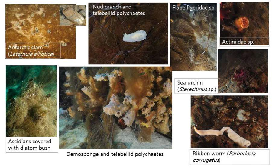 A variety of benthic consumers commonly associated with benthic diatoms in marian Cove