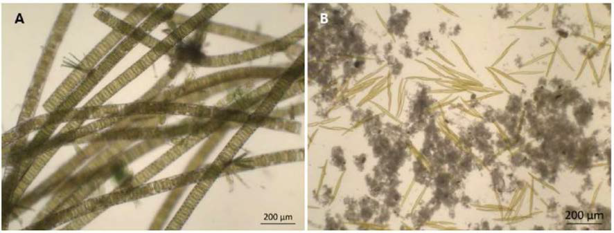Strands of the chain-forming centric diatom Paralia sp. retrieved from the diatom bush overgrowing the surfaces of ascidians and demosponges and (B) PIeurosigma sp., the dominant diatom from a microphytobenthos sample. Adapted from Ha et a., 2019