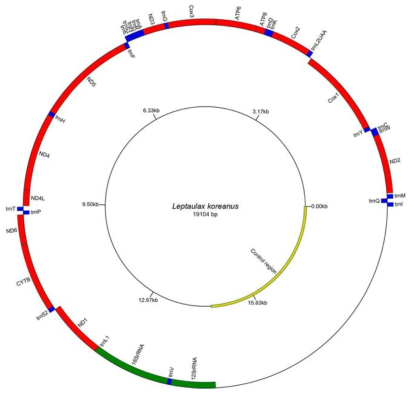 사슴벌레붙이의 미토콘드리아 유전자 배열 (13 PCGs, 2 rRNAs, 22 tRNAs, 1 noncoding region)