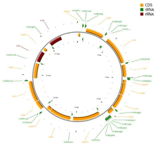 운문산반딧불이 미토콘드리아 유전자 배열 (13 PCGs, 2 rRNAs, 22 tRNAs, 1 non-coding region)