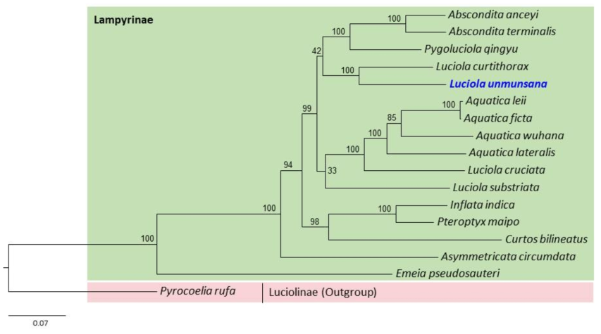 운문산반딧불이와와 근연종간의 미토콘드리아 유전체 계통수