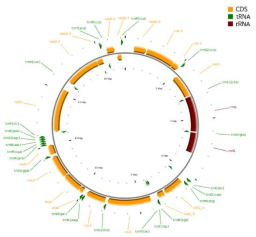 노란배측범잠자리 미토콘드리아 유전자 배열 (13 PCGs, 2 rRNAs, 22 tRNAs, 1 non-coding region)