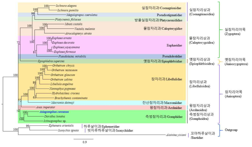 노란배측범잠자리와 근연종간의 미토콘드리아 유전체 ML 계통수