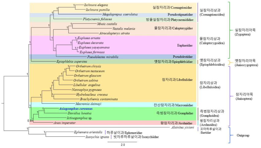 노란배측범잠자리와 근연종간의 미토콘드리아 유전체 BI 계통수