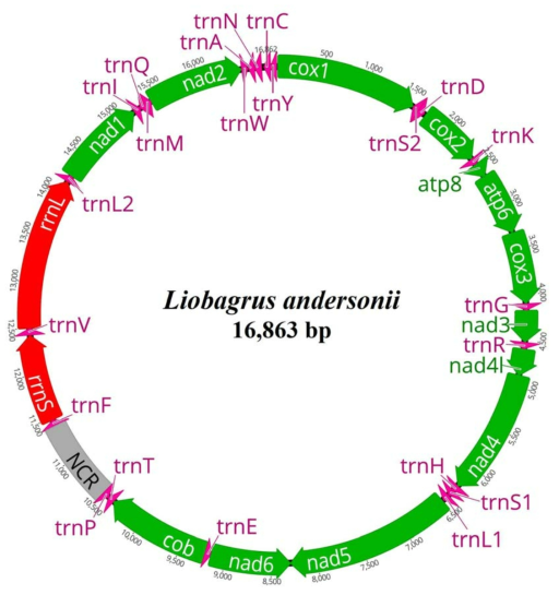 퉁가리의 미토콘드리아 유전자 배열 (13 PCGs, 2 rRNAs, 22 tRNAs, 1 NCR)