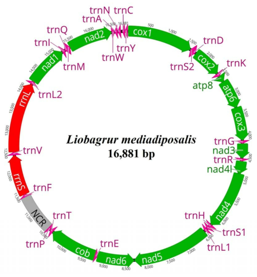 자가사리의 미토콘드리아 유전자 배열 (13 PCGs, 2 rRNAs, 22 tRNAs, 1 NCR)