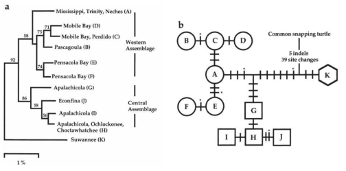 악어거북의 mtDNA (control region) haplotype 간의 phylogenetic relationships (a: neighbor joining tree, b: parsimony network, Roman et al. (1999): Population structure and cryptic evolutionary units in the alligator snapping turtle, Conservation Biology 13: 135-142)