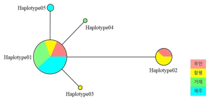 남방노랑나비 COI 유전자 haplotype을 이용한 Network