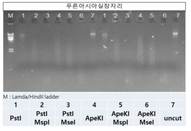 GBS Library 제작을 위한 푸른아시아실잠자리 제한효소 처리 결과