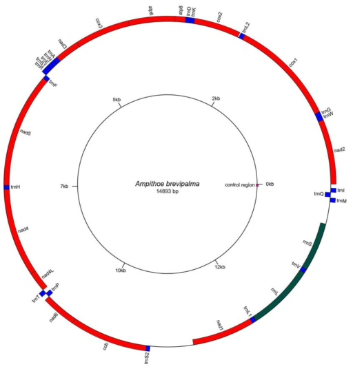 짧은손참옆새우의 미토콘드리아 유전자 배열 (13 PCGs, 2 rRNAs, 20 tRNAs)