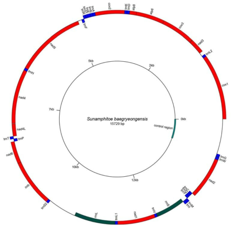 백령도참옆새우의 미토콘드리아 유전자 배열 (13 PCGs, 1 rRNAs, 17 tRNAs)