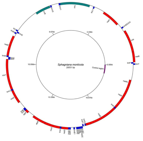 산여치 미토콘드리아 유전자 배열 (13 PCGs, 2 rRNAs, 22 tRNAs, 1 noncoding region)
