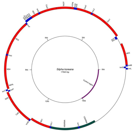 굽은넓적송장벌레 미토콘드리아 유전자 배열 (13 PCGs, 2 rRNAs, 21 tRNAs, 1 noncoding region)
