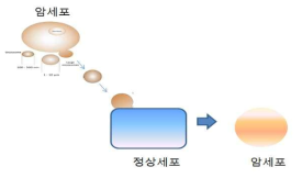 암세포에서 내뿜는 엑소좀에 의해서 정상세포가 암세포로 변화하는 과정