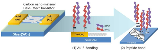 탄소나노재료를 이용한 전계효과 트랜지스터에 수용체를 고정화 시키는 기술. (1) 금-황화기 결합을 이용한 수용체 고정화. (2) 수용체 말단의 NH와 탄소나노재료의 표면에 COOH의 펩타이드 결합을 이용한 수용체 고정화