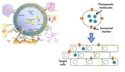 엑소좀을 이용한 항암물질 전단 기술 개발
