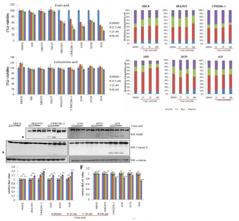 Usnic acid에 의한 암세포 독성 및 apoptosis 유도