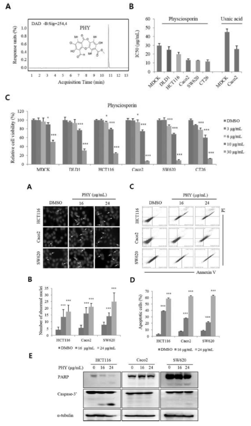 Physciosporin 처리 시 대장암세포주의 IC50 및 apoptosis 유도