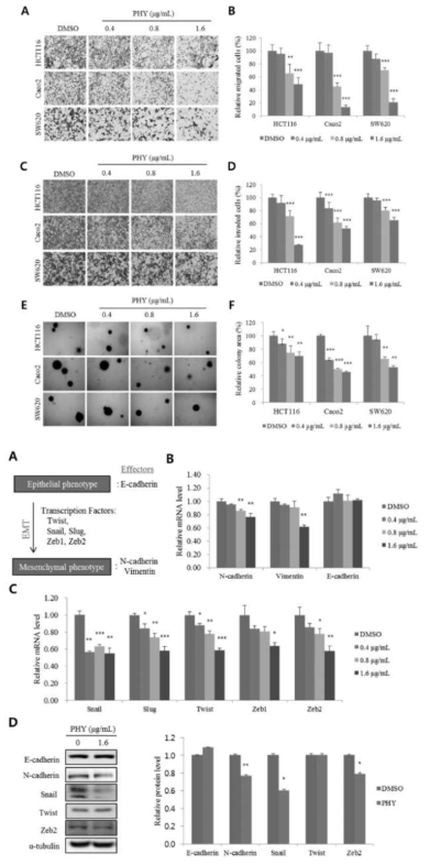 (계속) Physciosporin 처리 시 대장암 세포주의 침윤이동/부착비의존성 증식 억제 및 기전