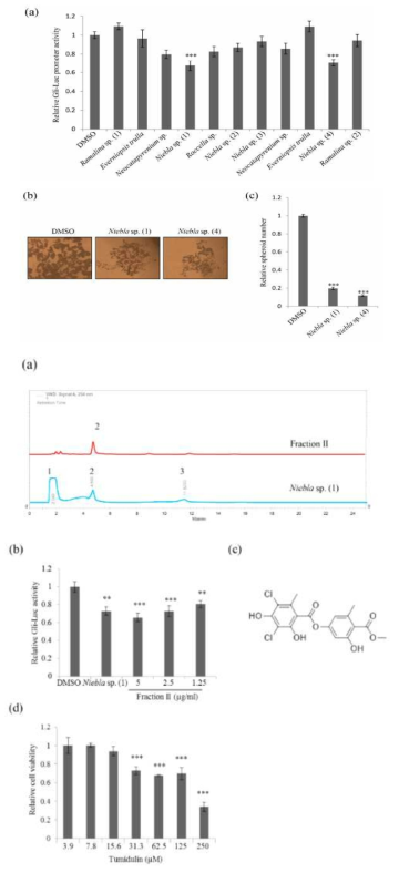 (계속) 지의류 Niebla sp. 추출물 및 tumidulin 처리 시 CSC221, DLD1, HT29 대장암 줄기세포 증식 및 분화 억제