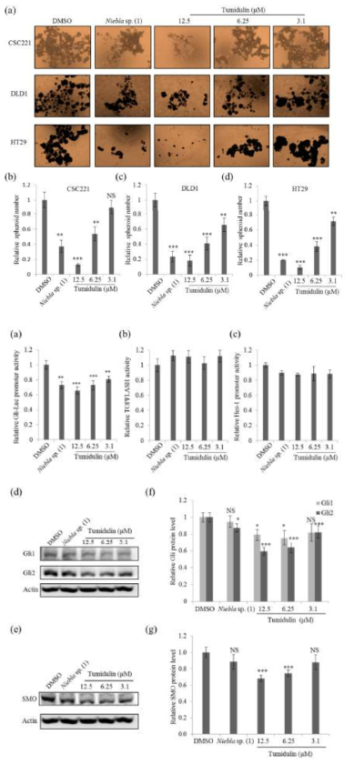 지의류 Niebla sp. 추출물 및 tumidulin 처리 시 CSC221, DLD1, HT29 대장암 줄기세포 증식 및 분화 억제