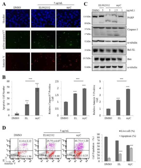 (계속) EL002332 및 myC 처리 위암세포의 apoptosis 유도 및 침윤전이/부착비의존성 세포증식 억제