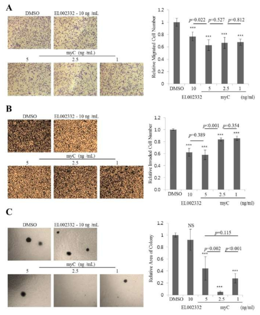 EL002332 및 myC 처리 위암세포의 apoptosis 유도 및 침윤전이/부착비의존성 세포증식 억제