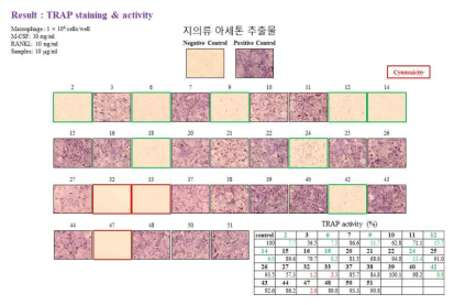 지의류 아세톤 추출물의 파골세포 분화 억제 실험