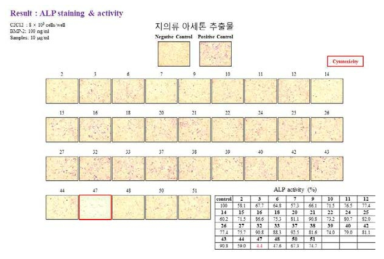 지의류 아세톤 추출물의 조골세포 분화 증진 실험