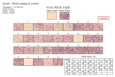 지의류 메탄올 추출물의 파골세포 분화 억제 실험