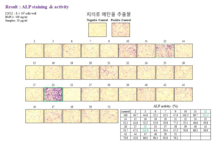 지의류 메탄올 추출물의 조골세포 분화 증진 실험