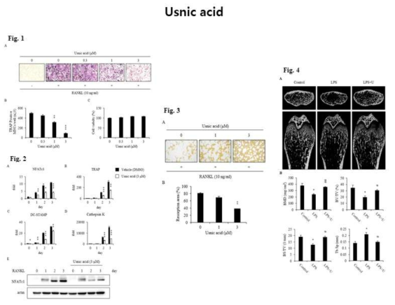 지의류에 포함된 유효성분인 usnic acid의 파골세포 분화억제 활성 및 작용기작 결과