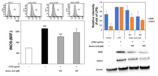 Atraric acid의 iNOS 및 COX-2 발현 억제 효과