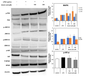 Atraric acid의 MAPK/ NFκB signaling 관련 단백질 발현 억제 효과