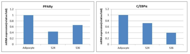 한국산 지의류 추출물의 지방세포분화 조절 유전자(transcriptional factor)인 PPARγ (peroxisome proliferator activated receptor-γ)와 C/EBPα(CCAAT/enhancer -binding protein α)의 유전자 발현 억제 효과