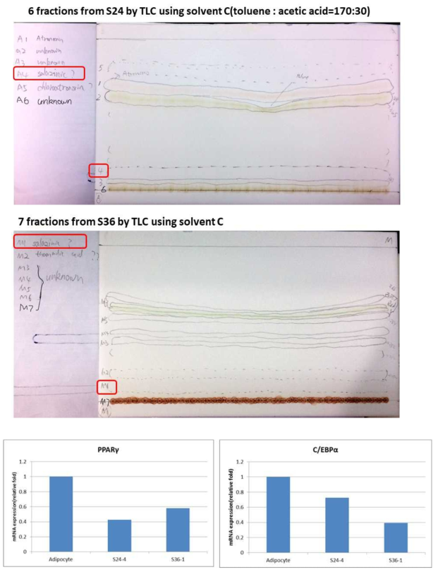 지방세포 분화억제가 확인되었던 S24와 S36 추출물의 분획 획득 및 각 분획의 지방세포분화 조절 유전자인 PPARγ와 C/EBPα의 유전자 발현 억제 효과